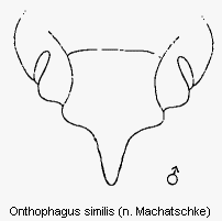 onthophagus_similis_k.gif