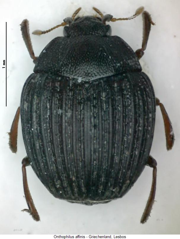 onthophilus_affinis_hab.jpg