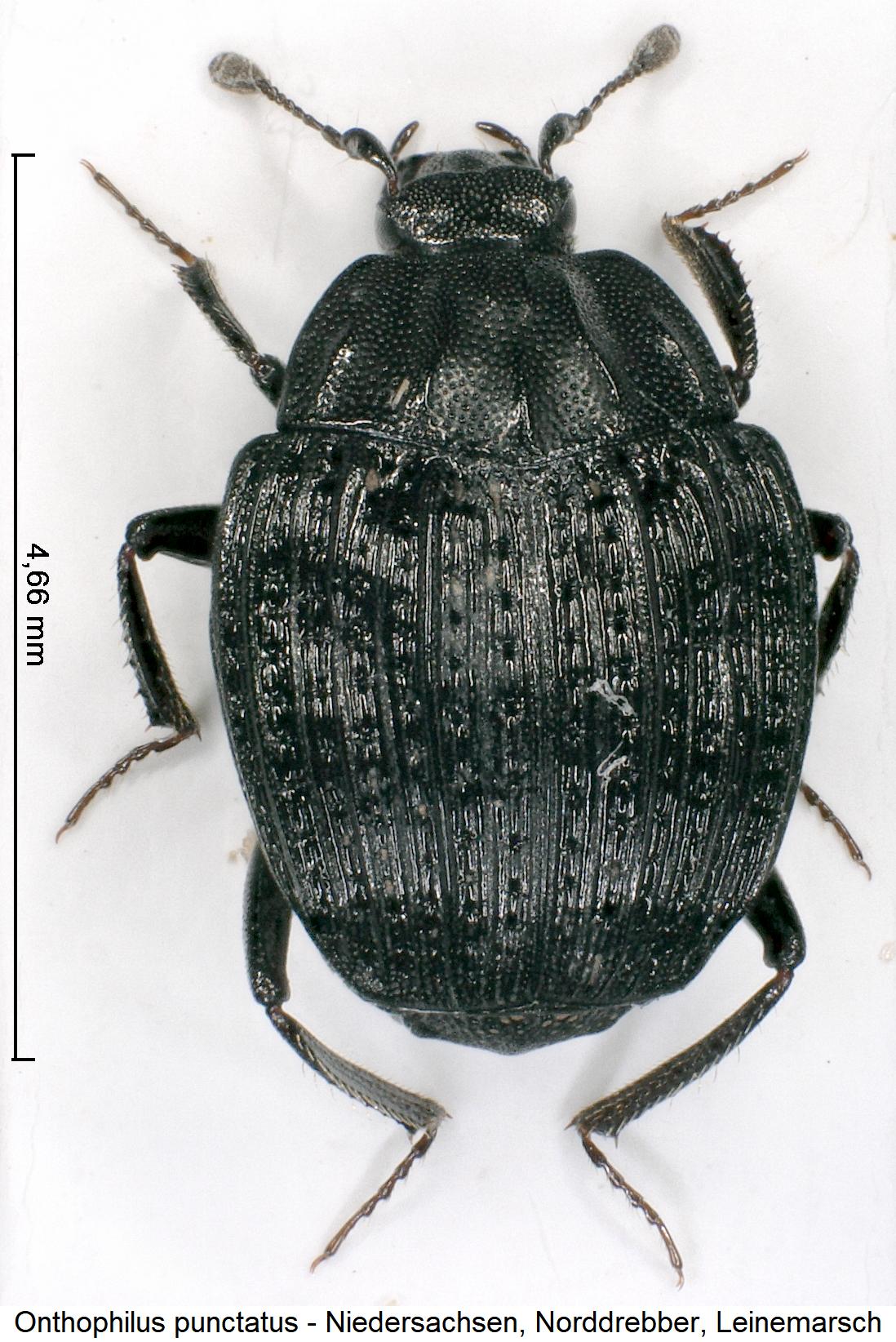 onthophilus_punctatus_hab1.jpg