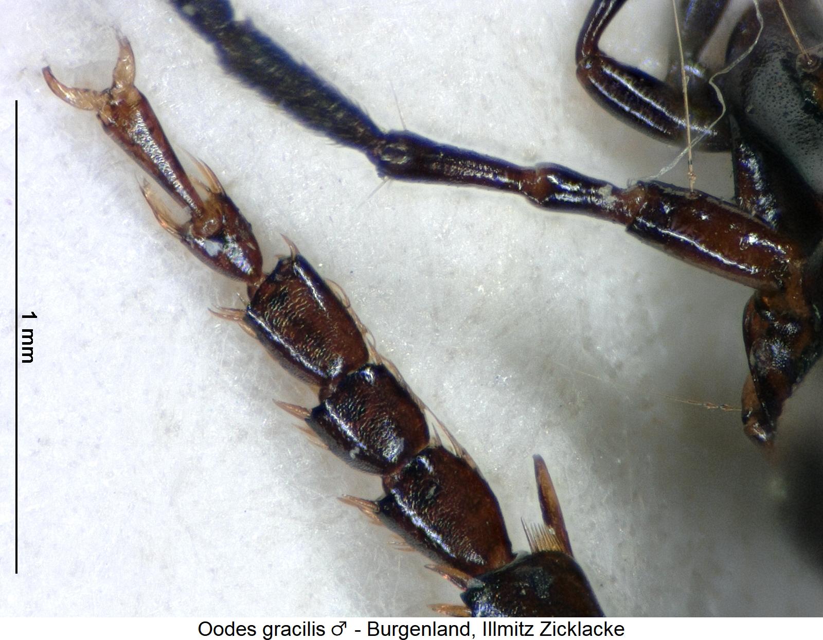 oodes_gracilis_m_vtr.jpg