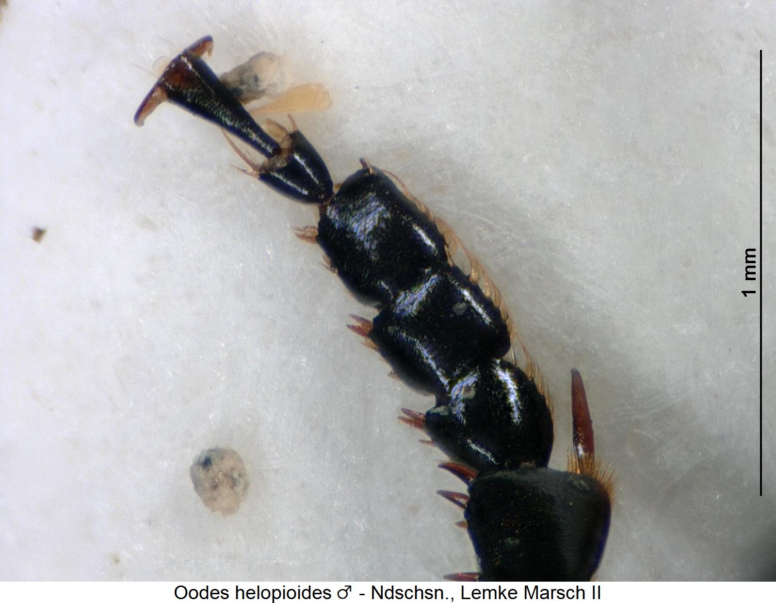 oodes_helopioides_m_vtr.jpg