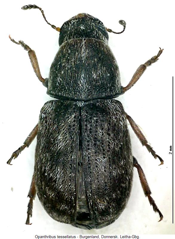 opanthribus_tessellatus_hab.jpg
