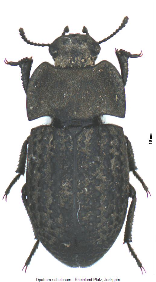 opatrum_sabulosum_hab.jpg