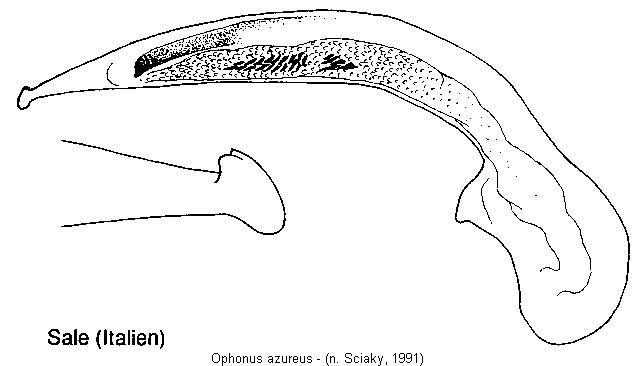 ophonus_azureus.jpg