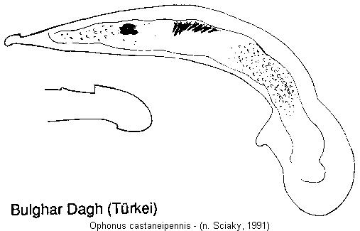 ophonus_castaneipennis.jpg