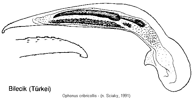ophonus_cribricollis.jpg