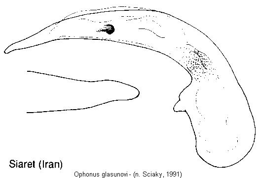 ophonus_glasunovi.jpg