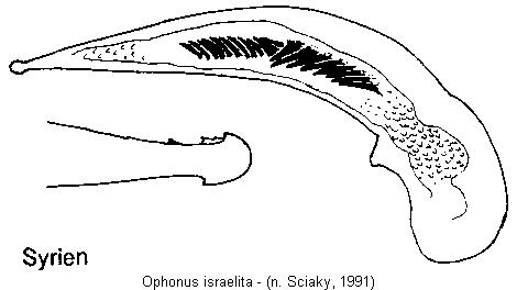 ophonus_israelita.jpg