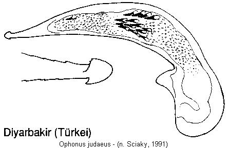 ophonus_judaeus.jpg