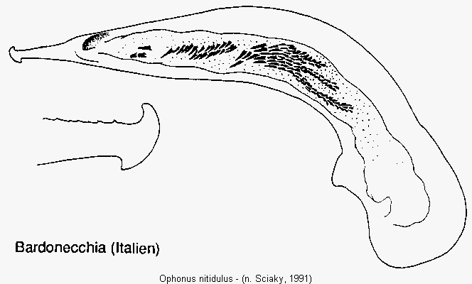 ophonus_nitidulus.gif