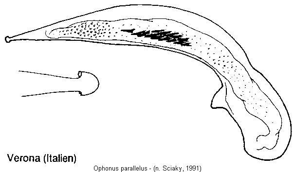ophonus_parallelus.jpg