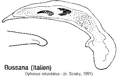 ophonus_rotundatus.jpg