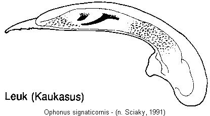 ophonus_signaticornis.jpg