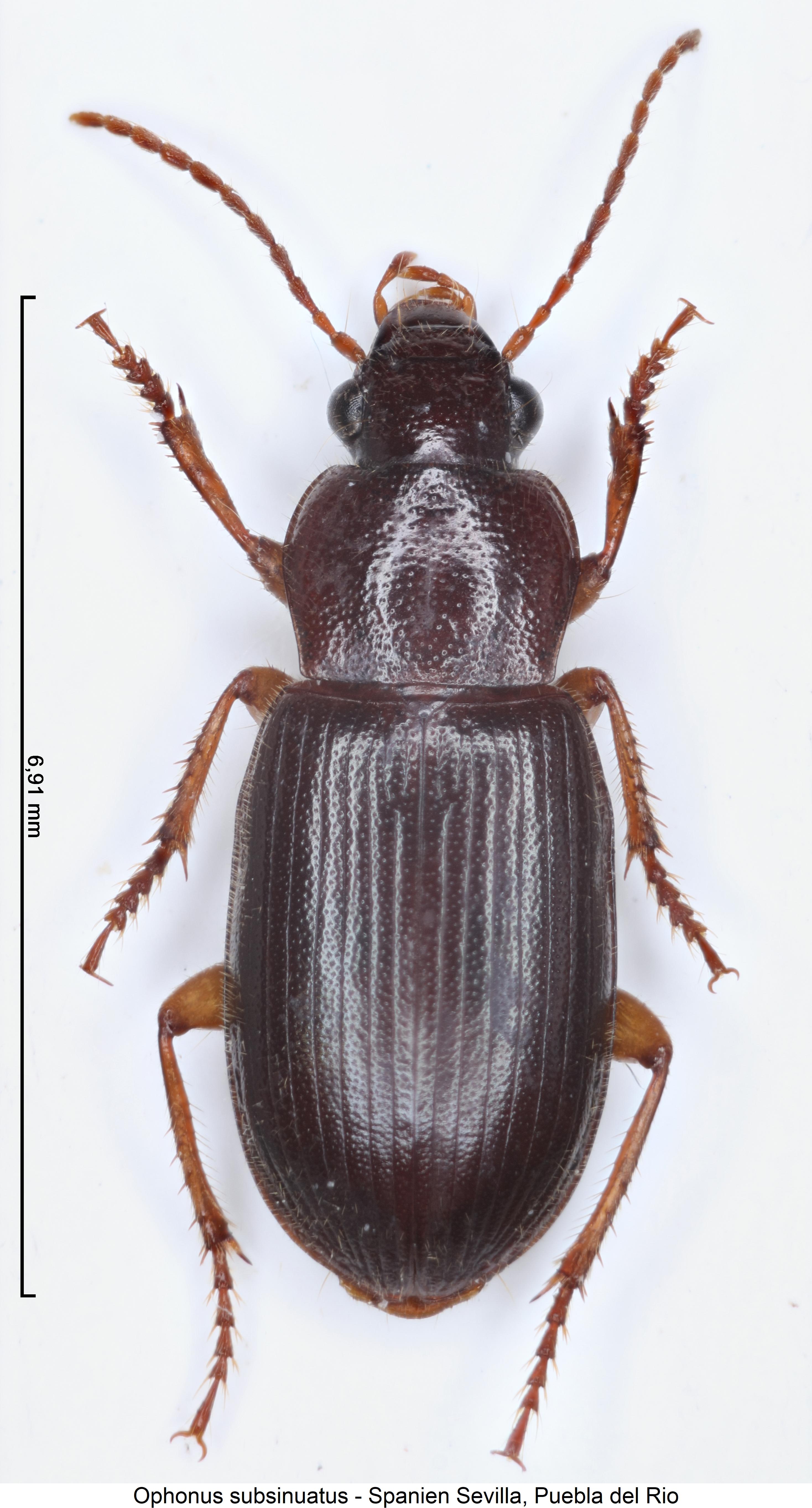 ophonus_subsinuatus_hab.jpg