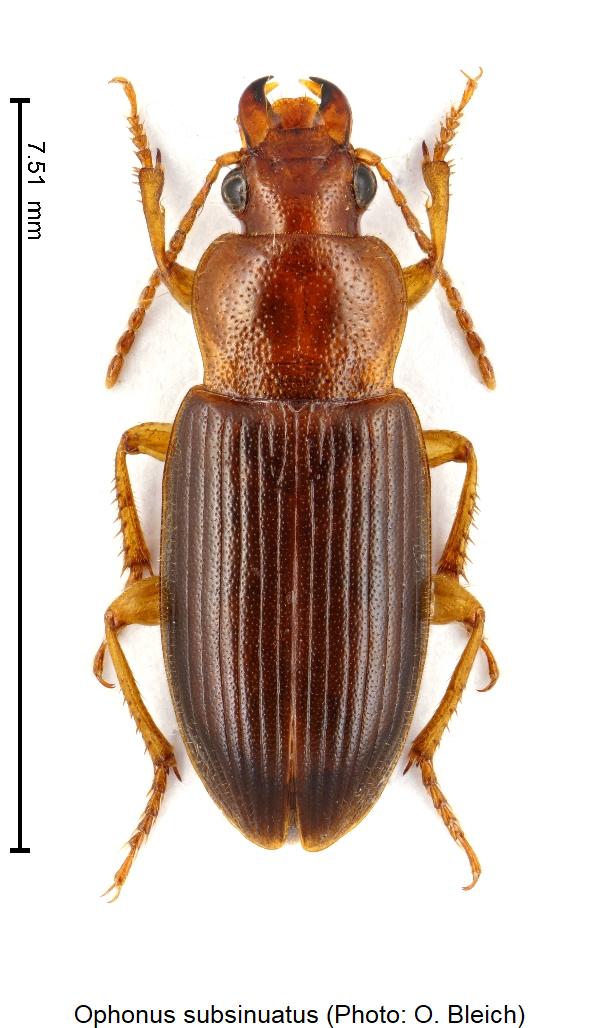 ophonus_subsinuatus_hab1.jpg