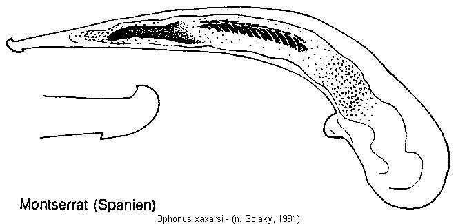ophonus_xaxarsi.jpg