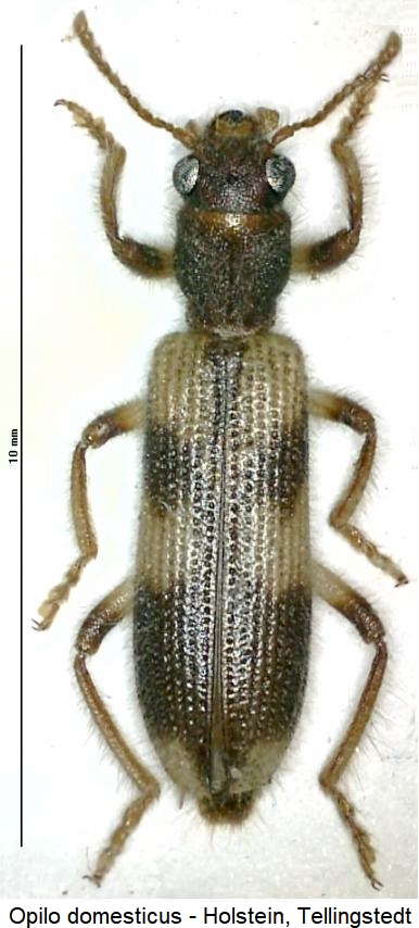 opilo_domesticus_hab.jpg