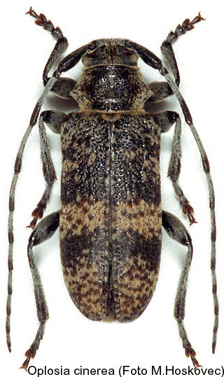 oplosia_cinerea.jpg