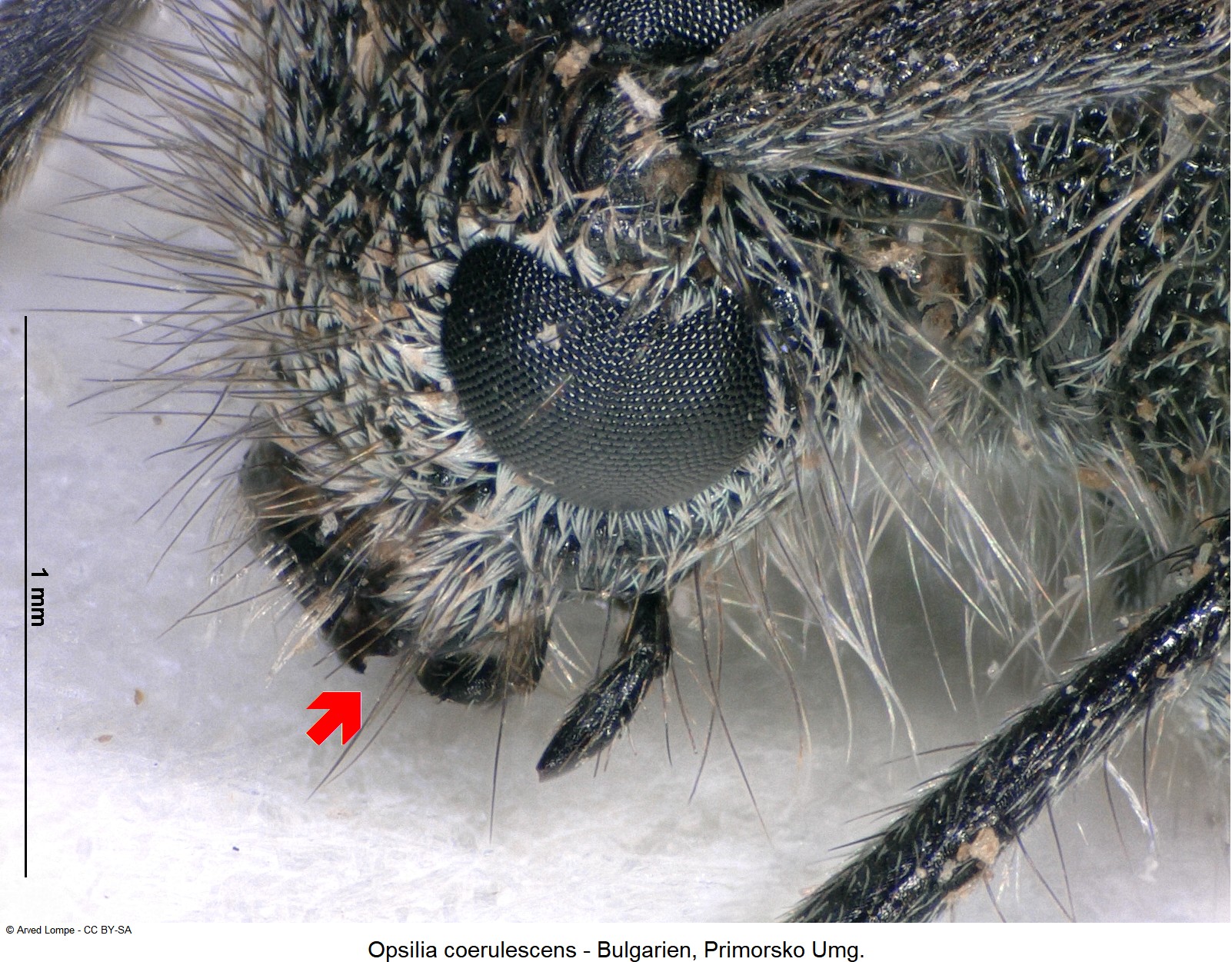 opsilia_coerulescens_ck30618319_k.jpg