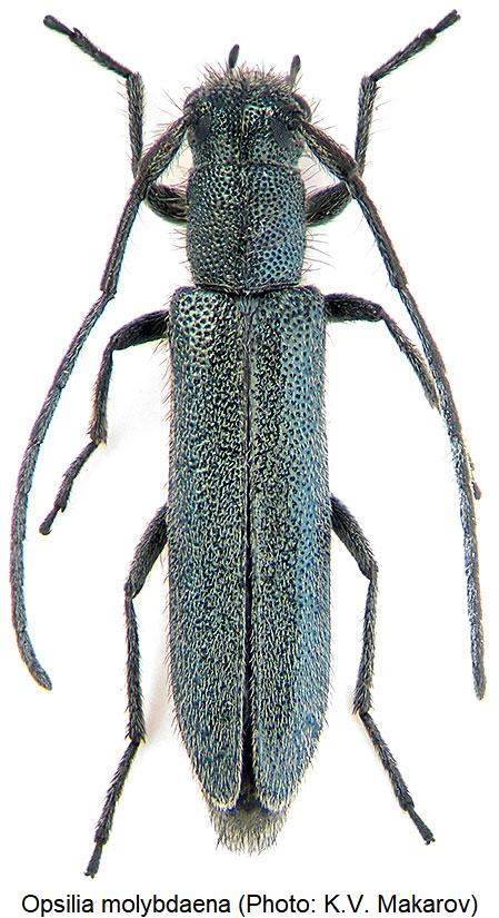 opsilia_molybdaena_hab.jpg