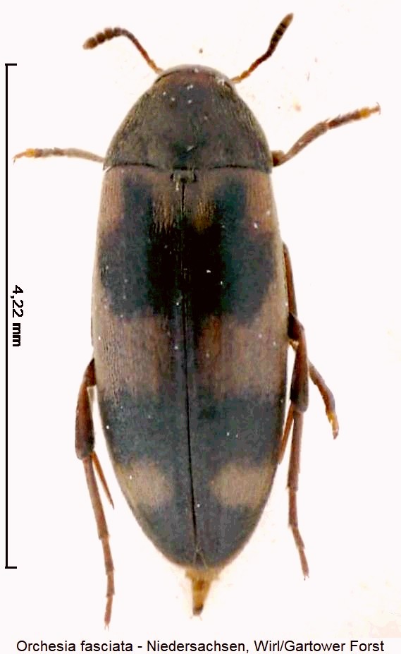 orchesia_fasciata_hab.jpg