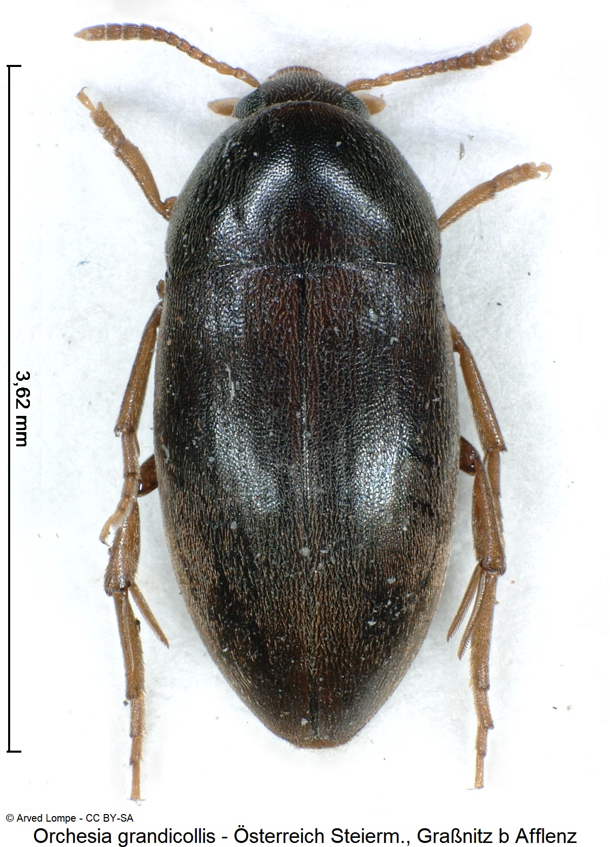 orchesia_grandicollis_ck35315542_hab.jpg