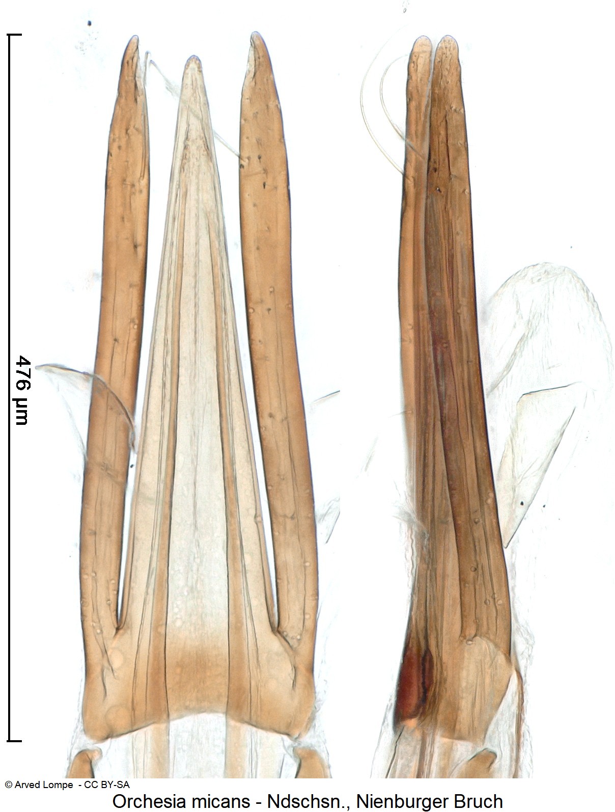 orchesia_micans_ck6058878_detail.jpg