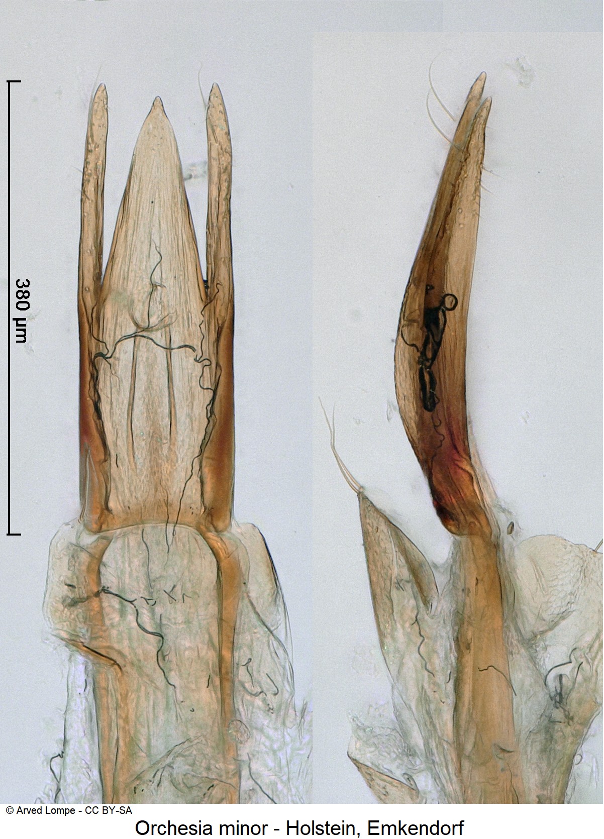 orchesia_minor_ck9990.jpg