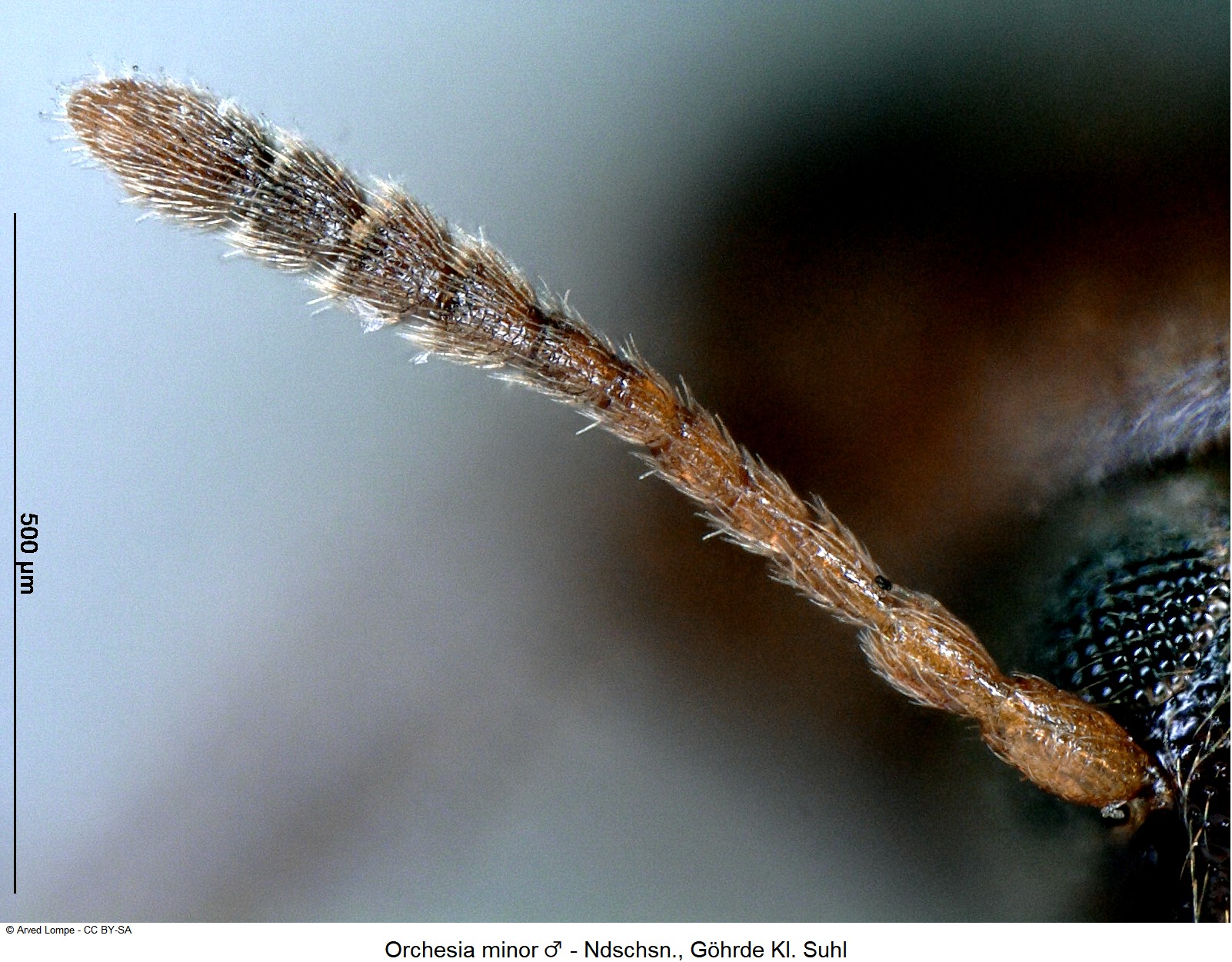 orchesia_minor_m_ck9986_f.jpg