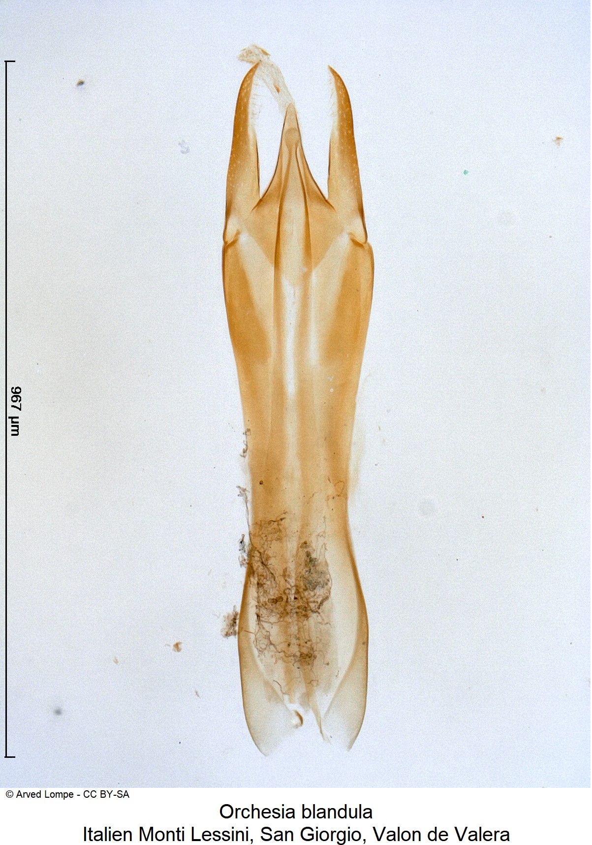 orchesia_sp-italia.jpg