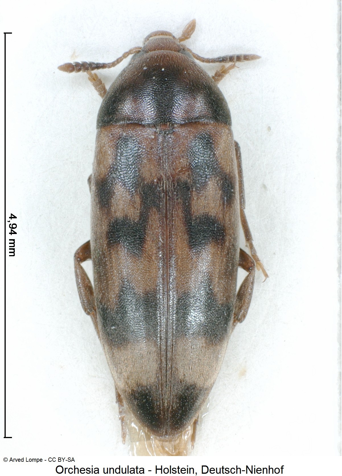 orchesia_undulata_ck10000_hab.jpg