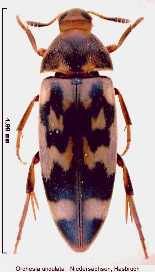orchesia_undulata_hab.jpg