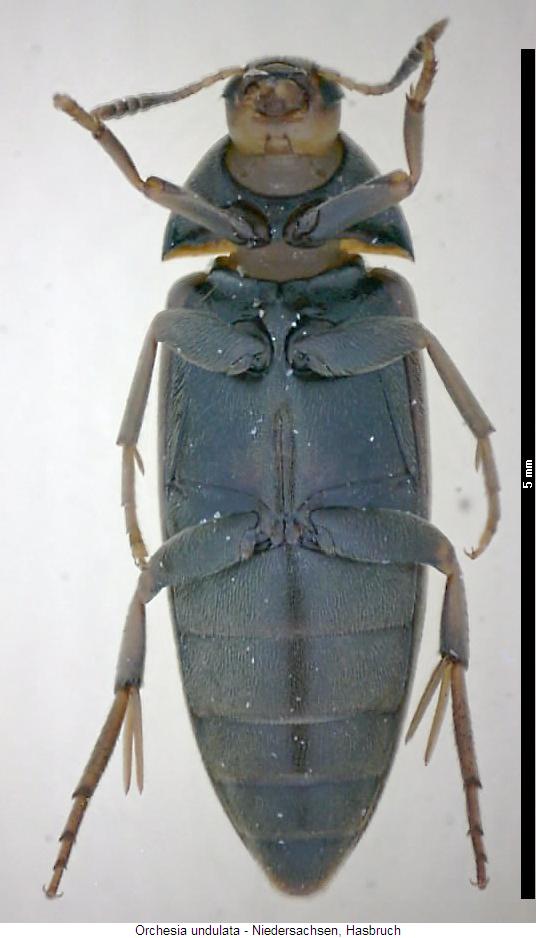 orchesia_undulata_us.jpg