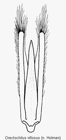 orectochilus_villosus.gif