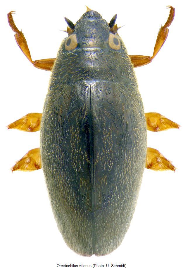 orectochilus_villosus_hab.jpg