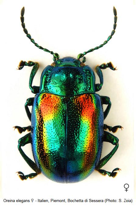 oreina_elegans_w_hab.jpg