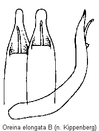 oreina_elongata_b.gif