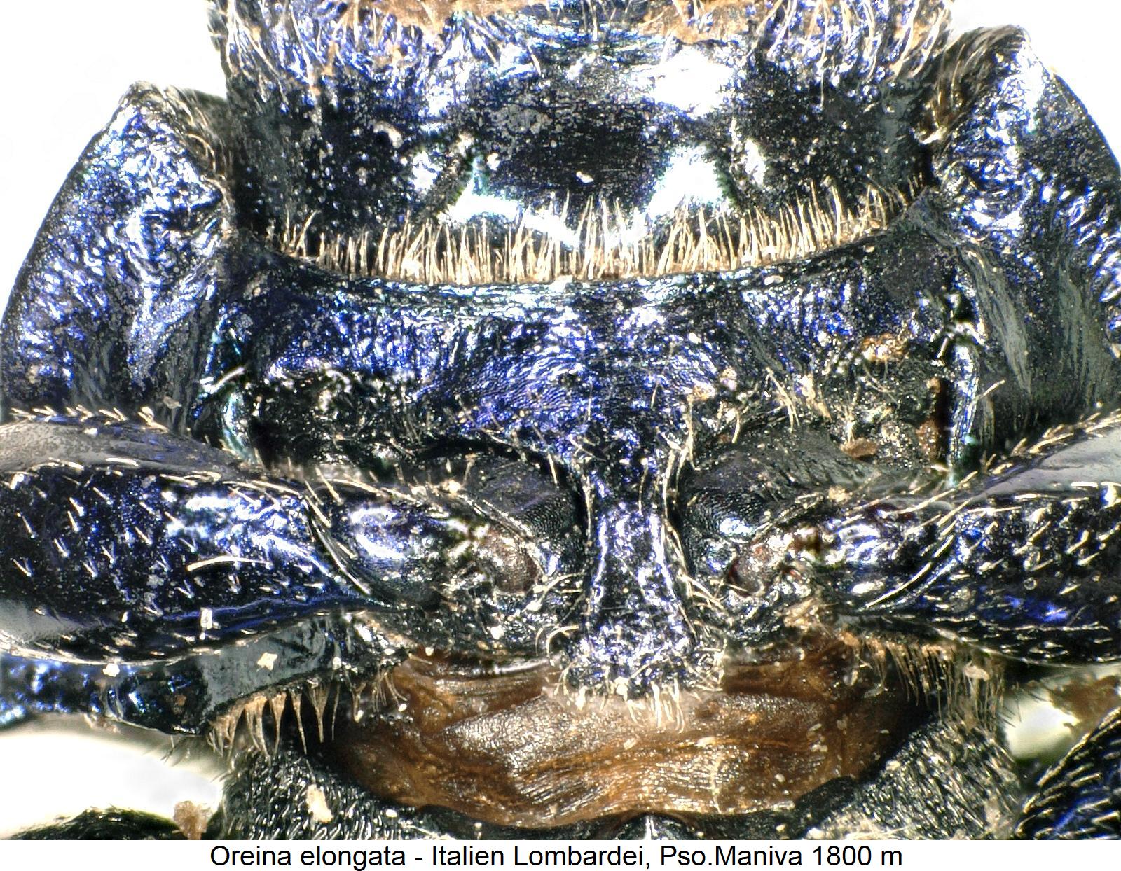 oreina_elongata_vbr.jpg