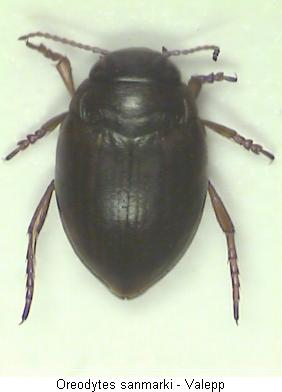 oreodytes_sanmarki_hab.jpg