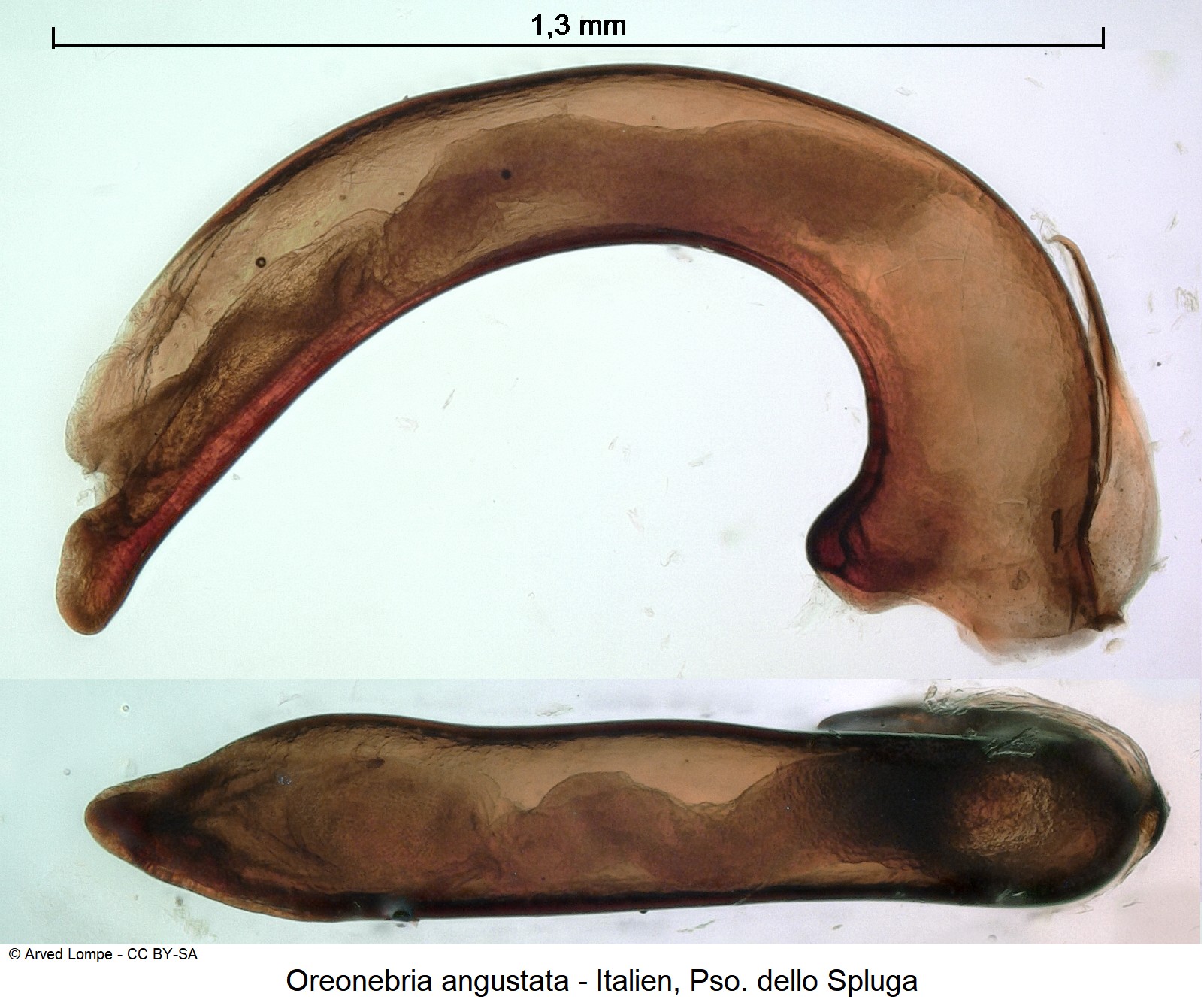 oreonebria_angustata_ck18544.jpg