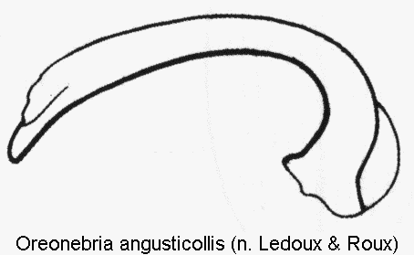 oreonebria_angusticollis.gif