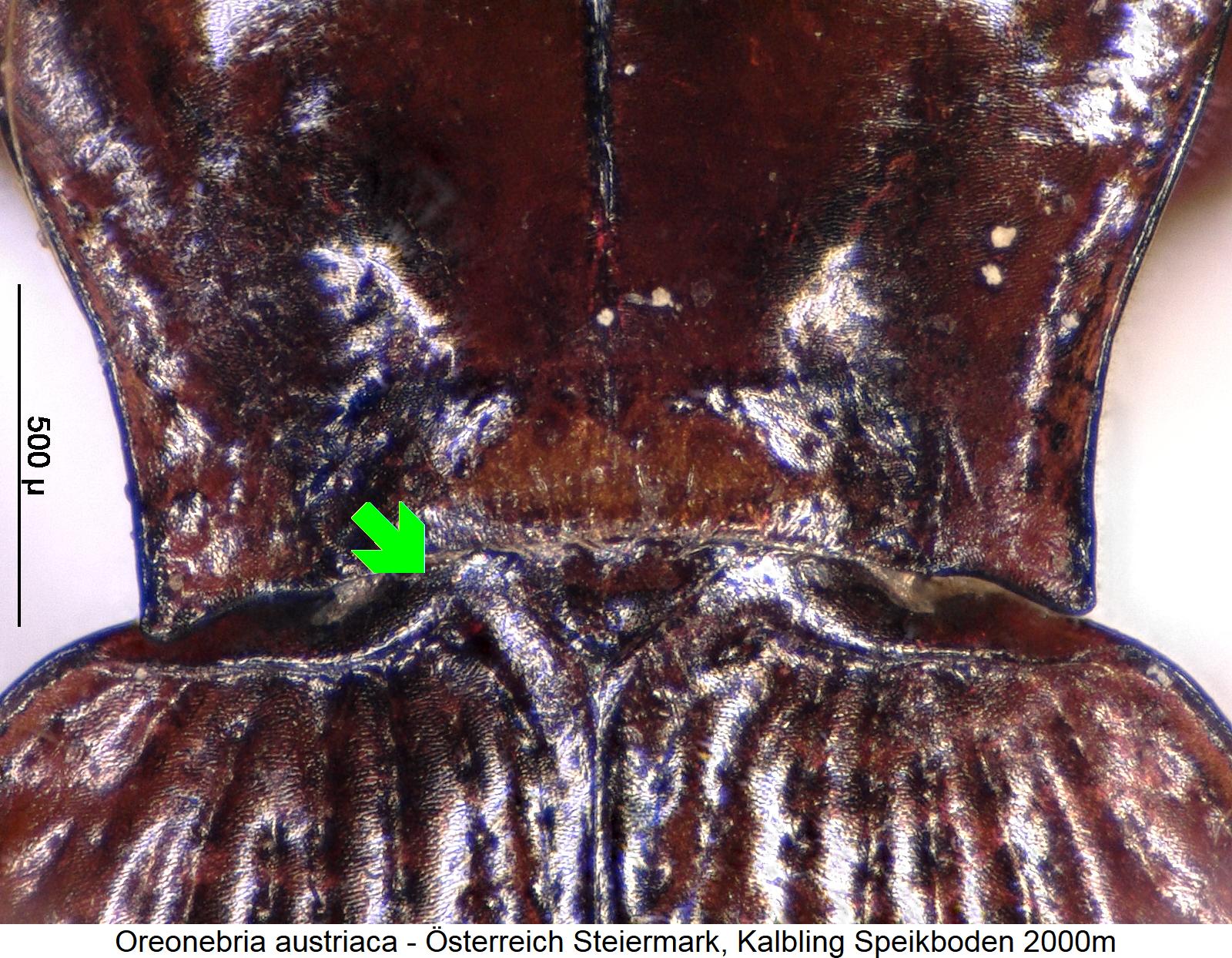oreonebria_austriaca_scut.jpg