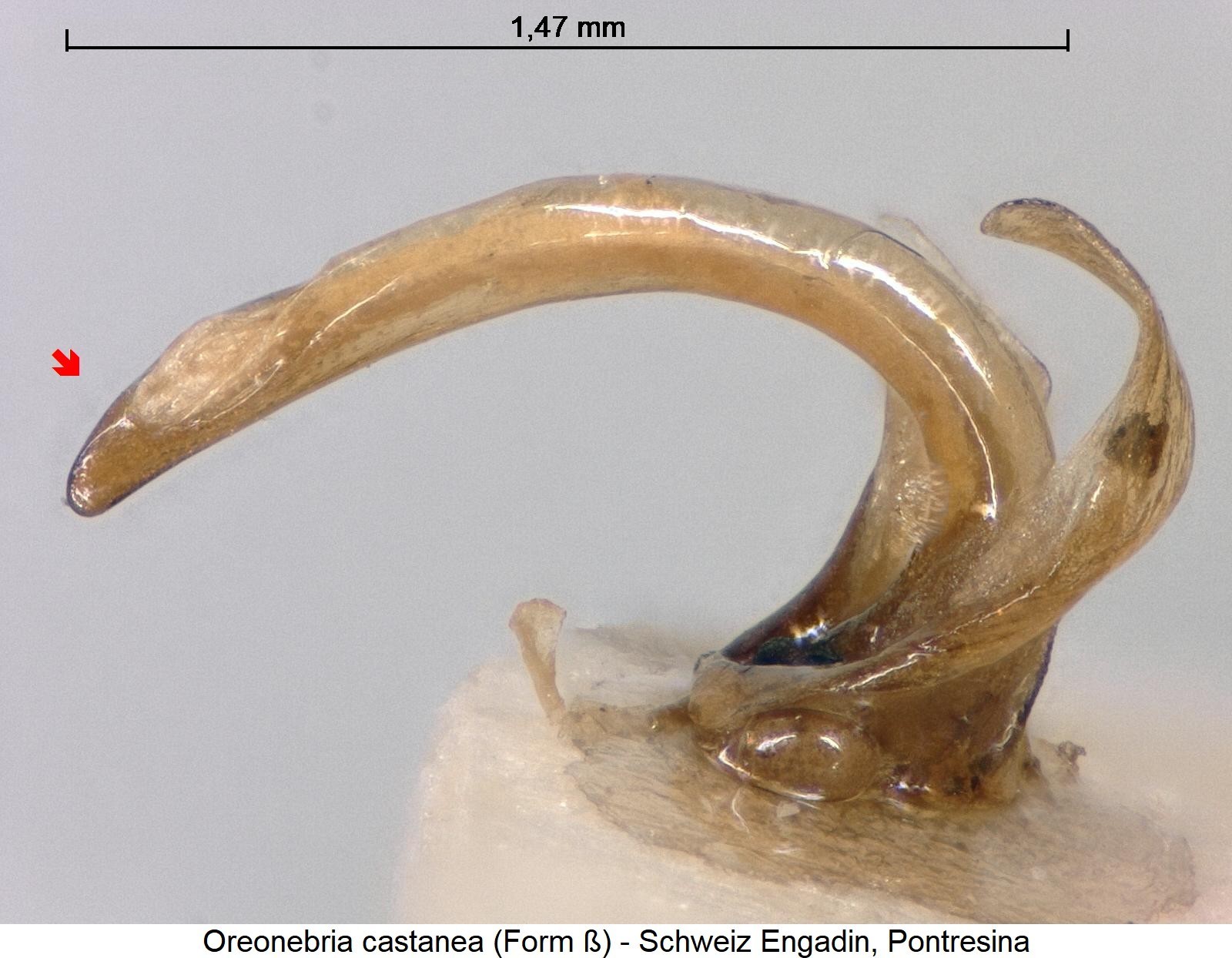 oreonebria_castanea_beta.jpg