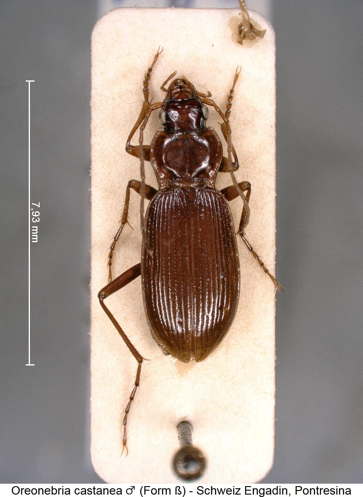 oreonebria_castanea_mbeta_hab.jpg