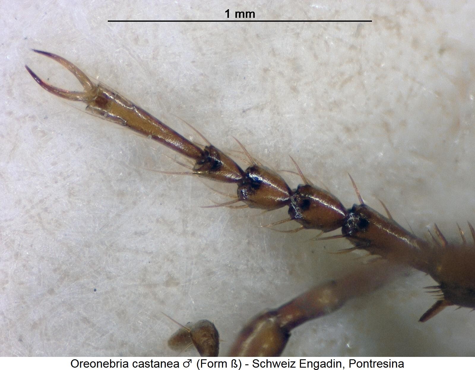 oreonebria_castanea_mbeta_vtr.jpg