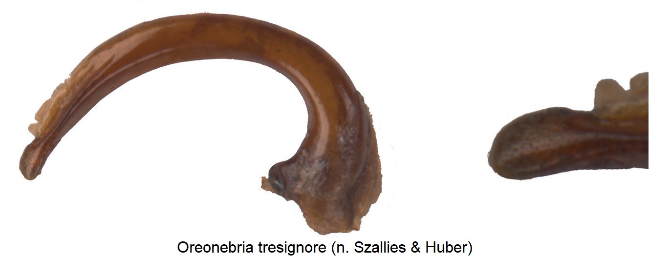 oreonebria_tresignore.jpg