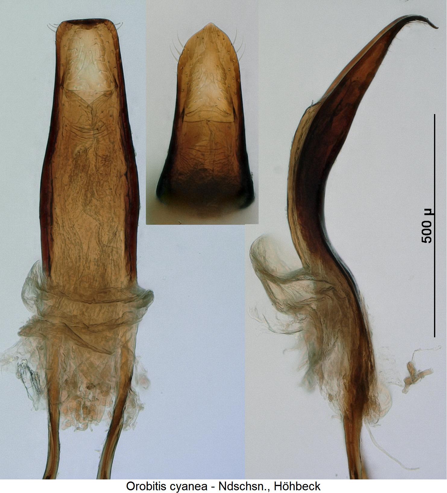 orobitis_cyanea.jpg