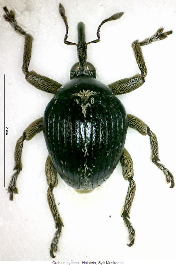 orobitis_cyanea_hab.jpg