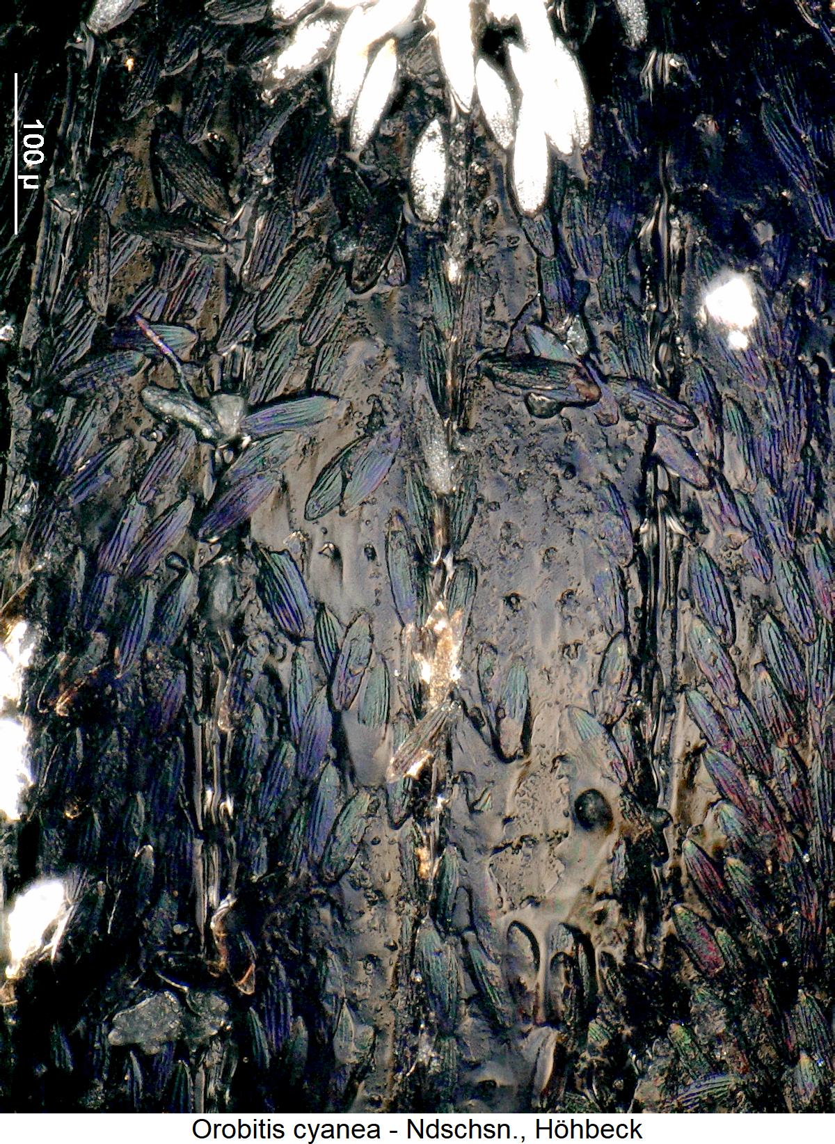 orobitis_cyanea_int.jpg