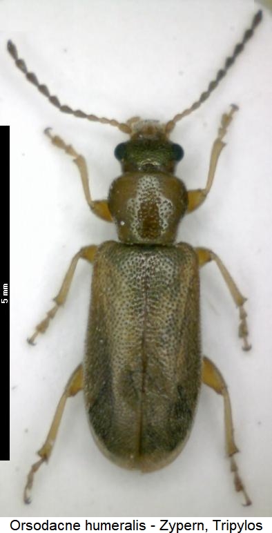 orsodacne_humeralis_hab.jpg